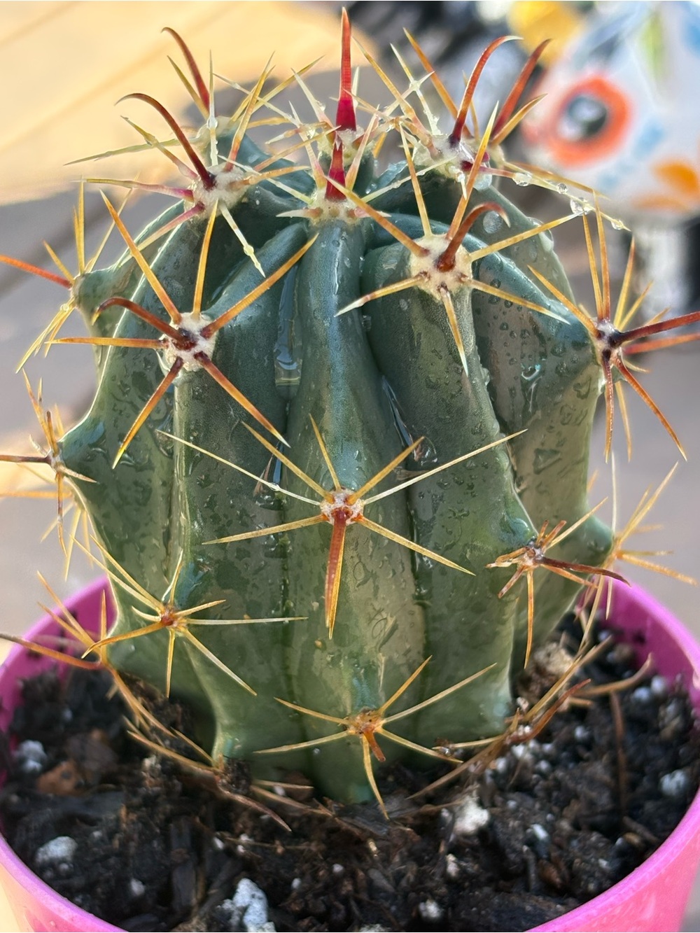 Small Barrel Cactus with Golden Spines